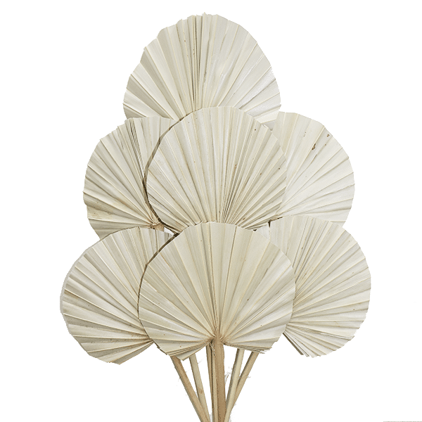 Dried Leaves