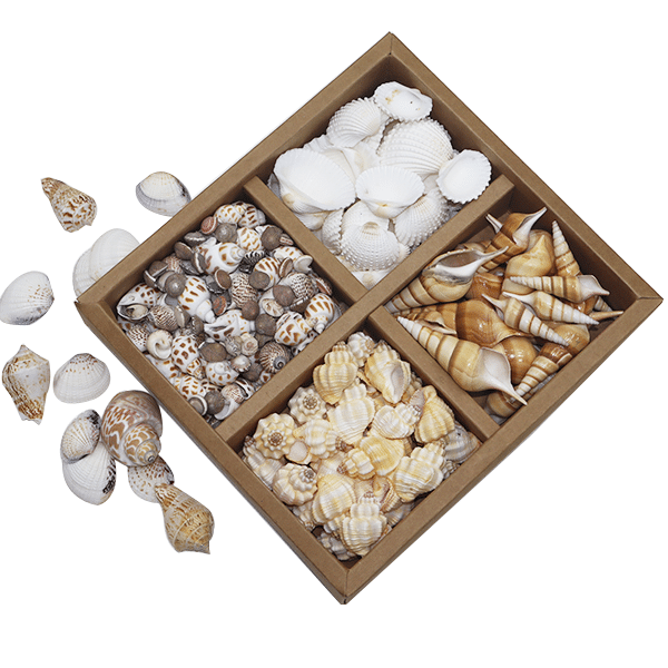 Sea Shells